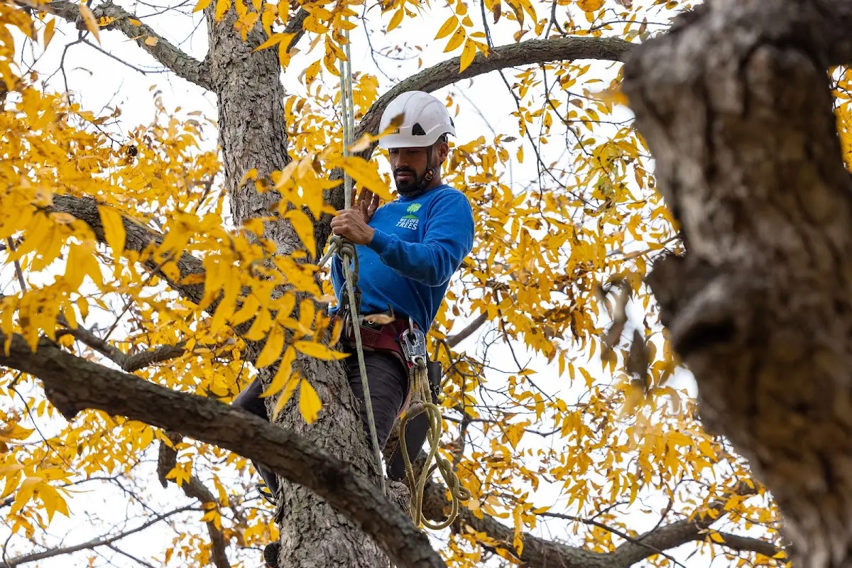 Skilled Tree Transplanting crew working in Annapolis